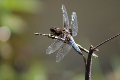 Close-up of dragonfly on twig