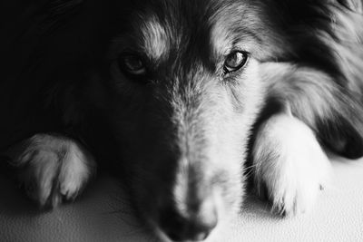 Close-up portrait of dog