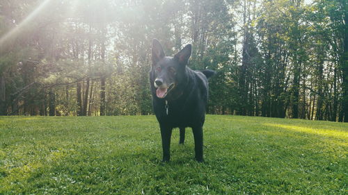 Dog standing looking away in park