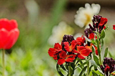 Close-up of red flowering plant