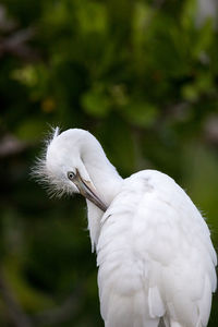 Fuzzy head of a young great egret bird ardea alba perches in a tree in a marsh in naples, florida