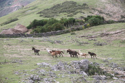 Herd of horses galloping against the backdrop of traditional houses of local villagers