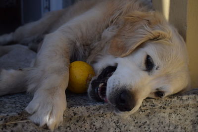 Close-up of puppy sleeping