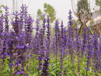 Selective focus of beautiful field of purple lavender, lavandula, flowers