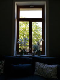Trees seen through home window