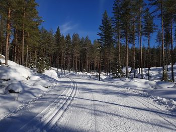 Trees on snow field against sky