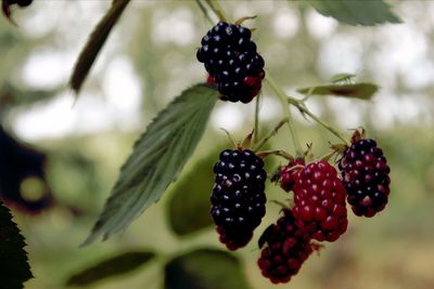 Close-up of raspberries on tree