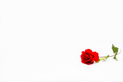 Close-up of red rose against white background