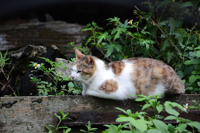 Cat sitting outdoors