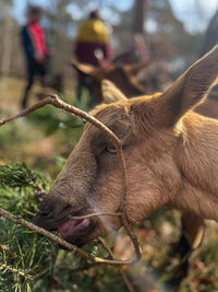 Close-up of a horse on field