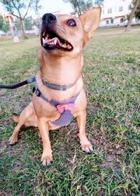 Portrait of a dog on field