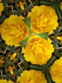 Close-up of yellow flowers blooming outdoors