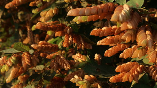 Full frame shot of autumn leaves