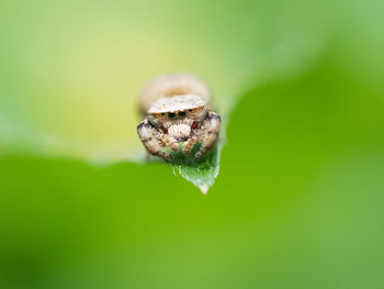 Close-up of insect on leaf