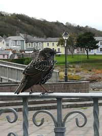 Bird perching on tree by building against clear sky