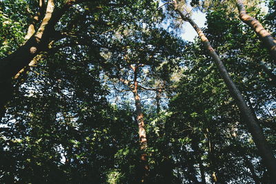 Low angle view of trees in forest