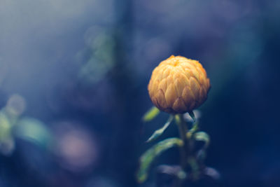 Close-up of flower against blurred background