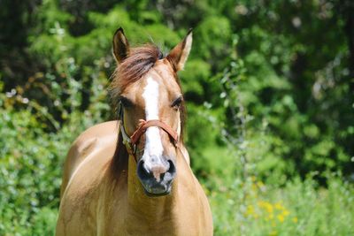 Close-up of horse on tree