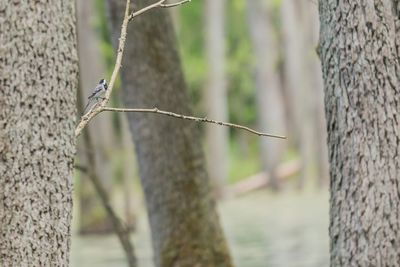 Close-up of tree trunk