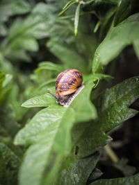 Close-up of snail on leaf