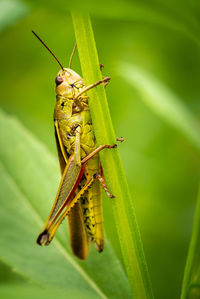 Close-up of grasshopper on plant