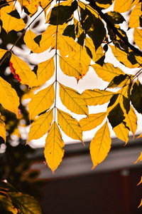 Close-up of yellow maple leaves