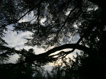 Low angle view of trees