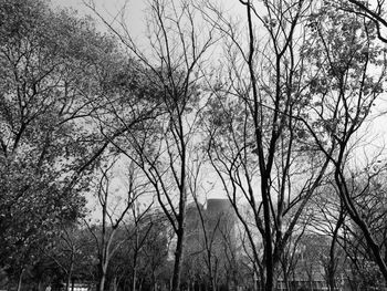 Low angle view of bare trees against sky