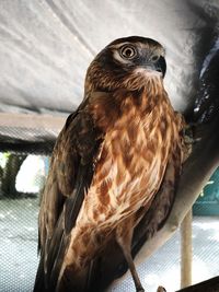Close-up of owl perching