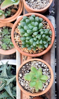 High angle view of succulent plants for sale