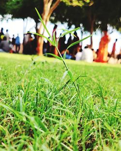 Close-up of grass growing in field