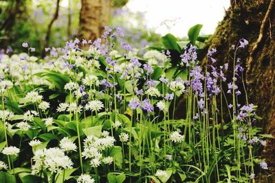 Close-up of purple flowers blooming in field