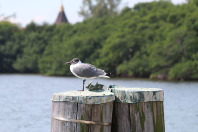 Seagull perching on wooden post