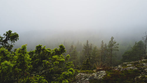 Trees on landscape against sky