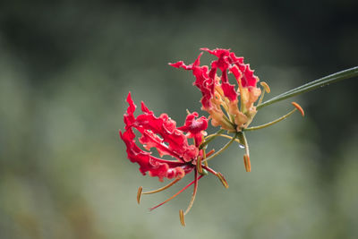 Close-up of red flowering plant