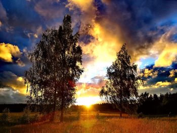 Trees on field against sky during sunset