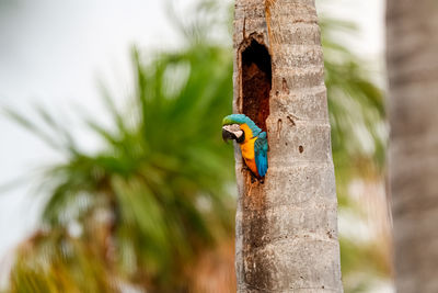 Close-up of a blue- and yellow macaw bird perching on tree