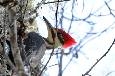 Low angle view of bird perching on branch