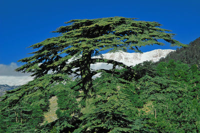 Tree in forest against clear blue sky