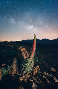 View of cactus in mountain at night