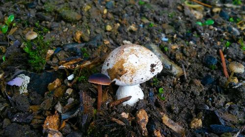 Close-up of mushrooms