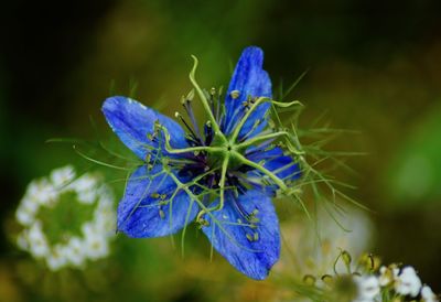 Close-up of purple flowering plant