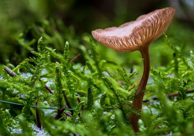 Close-up of mushroom growing on field