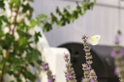 Butterfly on lavender in garden