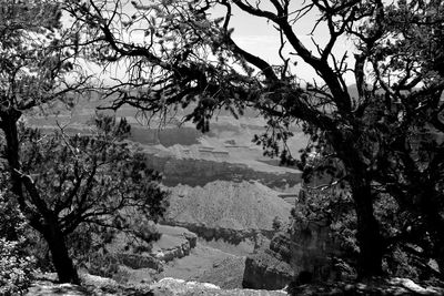 Trees in forest against sky