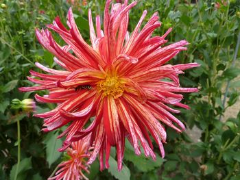 Close-up of red flower blooming outdoors