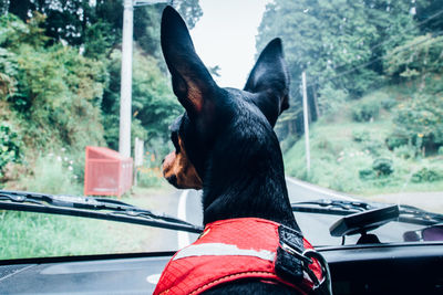 Dog looking through window of car