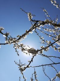 Low angle view of cherry blossoms against blue sky