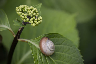 Close-up of fresh green plant