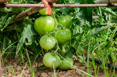 Close-up of fruits growing on field